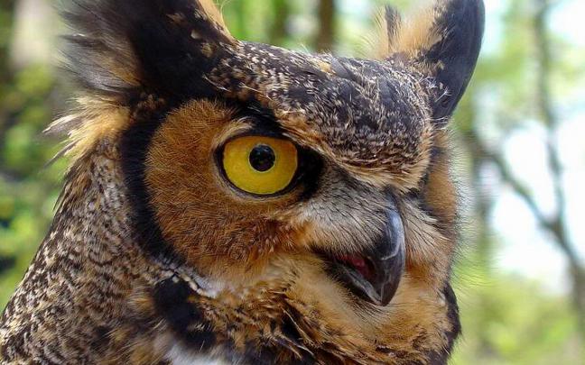 Free download Animal Owl Wallpaper 1920x1080 Animal Owl [1920x1080] for 