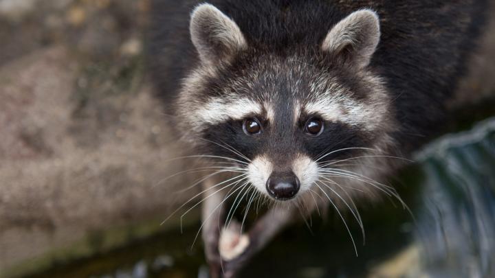 yeux Raccoon close-up-Photos Animal HD Fond d\u0026#39;\u00e9cran Aper\u00e7u 
