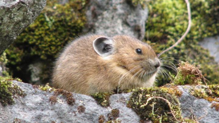 Download Wallpaper 1920x1080 animal, moss, rocks, hide Full HD 1080p HD 