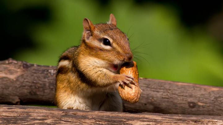 1920X1080 Animal Wallpaper -