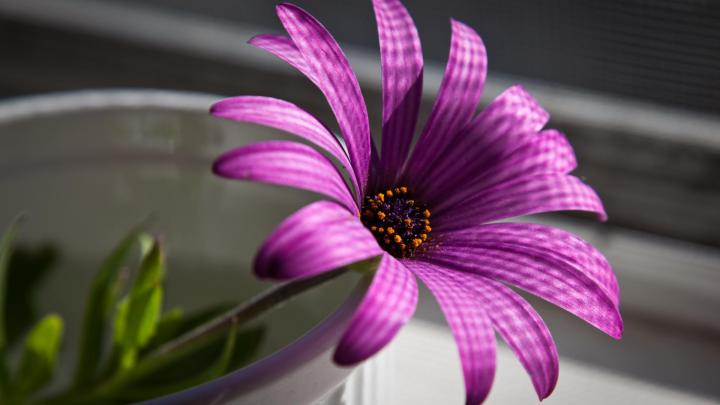 1920 X 1080 Flower Wallpapers - Top Free 1920 X 1080 Flower Backgrounds 