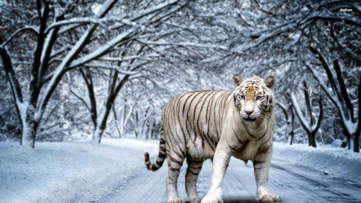 1920x1080 Tiger Wallpaper Full HD (65+ images)