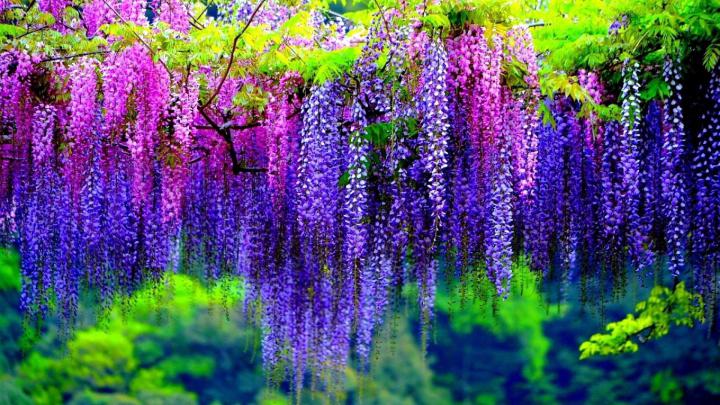1920 X 1080 Flower Wallpapers - Top Free 1920 X 1080 Flower Backgrounds 