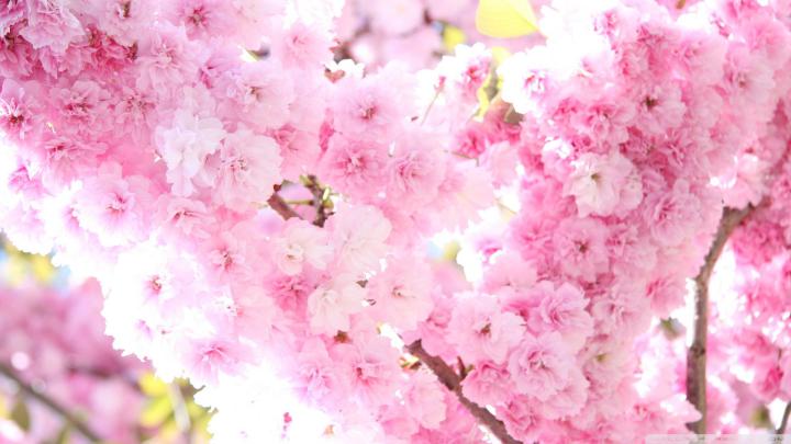 1920 X 1080 Flower Wallpapers - Top Free 1920 X 1080 Flower Backgrounds 