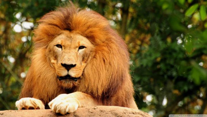 Mighty Lion Wallpaper,1920x1080 Hd Wallpaper,animals - Animal Wallpaper 