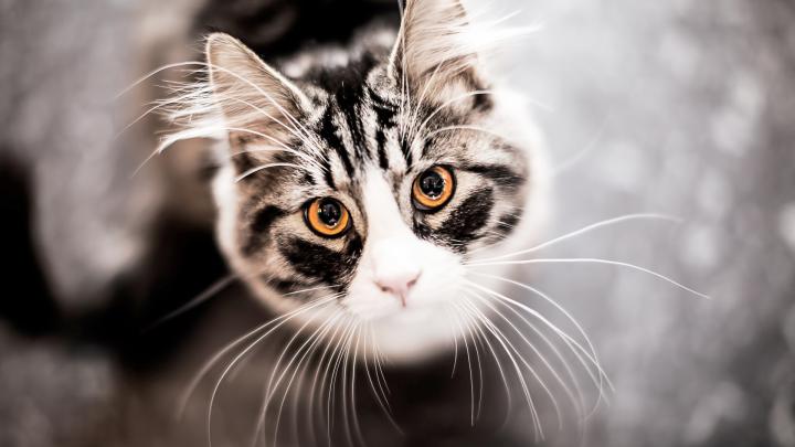 Desktop Hintergrund Katze \/ Katzen Wallpaper Hd 1920x1080 Kostenlos