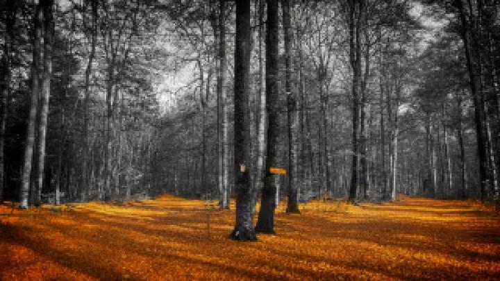 Wallpaper HD 1920x1080 Kostenlos Herbst
