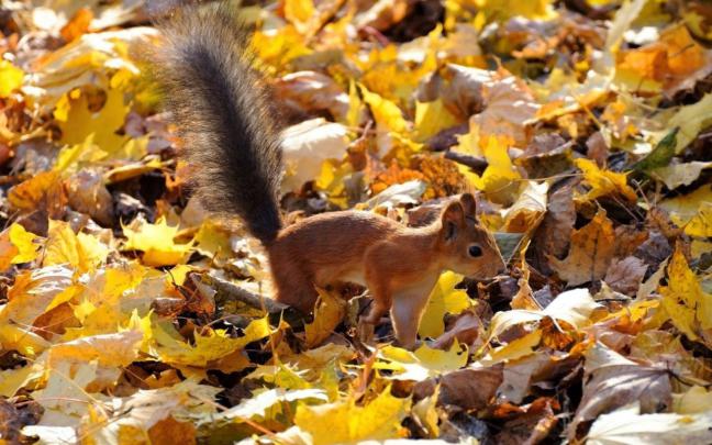 Sch\u00f6ne Wallpaper Kostenlos - Sch\u00f6nes Herbstbild Kostenlos (#1959850 