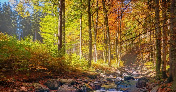Desktop Hintergrundbilder Gratis Herbst ~ hintergrundbilder HD