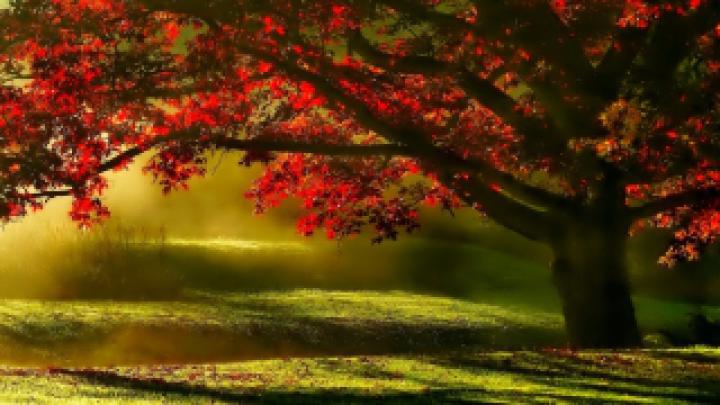 Wallpaper HD 1920x1080 Kostenlos Herbst