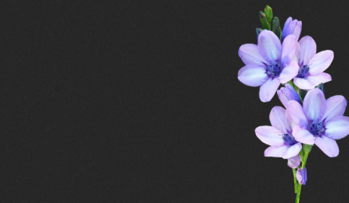 Wallpaper HD 1920x1080 Kostenlos Blumen
