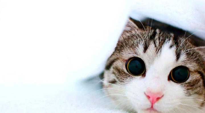 Desktop Hintergrund Katze \/ Katzen Wallpaper Hd 1920x1080 Kostenlos