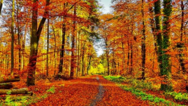 Wallpaper HD 1920x1080 Kostenlos Herbst