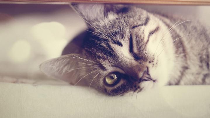 Desktop Hintergrund Katze \/ Katzen Wallpaper Hd 1920x1080 Kostenlos