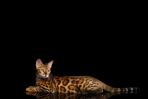 Desktop Hintergrund Katze \/ Katzen Wallpaper Hd 1920x1080 Kostenlos