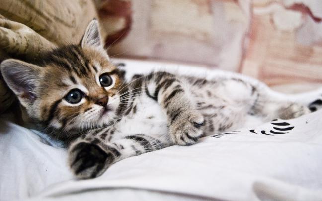 Desktop Hintergrund Katze \/ Katzen Wallpaper Hd 1920x1080 Kostenlos
