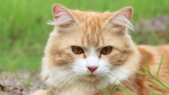 Katzen Wallpaper HD 1920x1080 Kostenlos