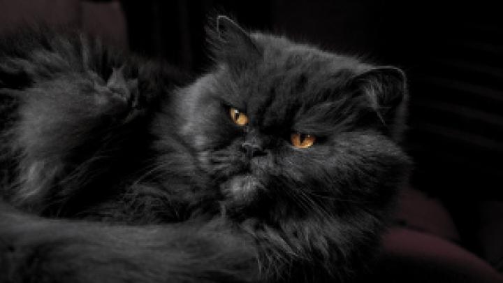 Katzen Wallpaper HD 1920x1080 Kostenlos