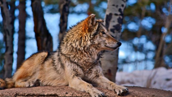 Wolf Wallpaper HD 1920x1080 Kostenlos