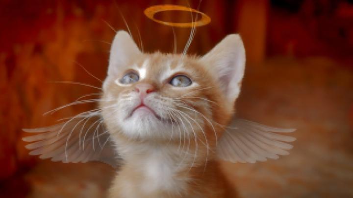 Katzen Wallpaper HD 1920x1080 Kostenlos