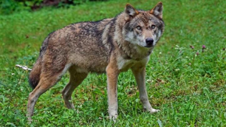 Wolf Wallpaper HD 1920x1080 Kostenlos