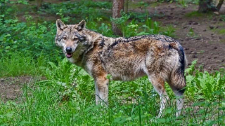 Wolf Wallpaper HD 1920x1080 Kostenlos