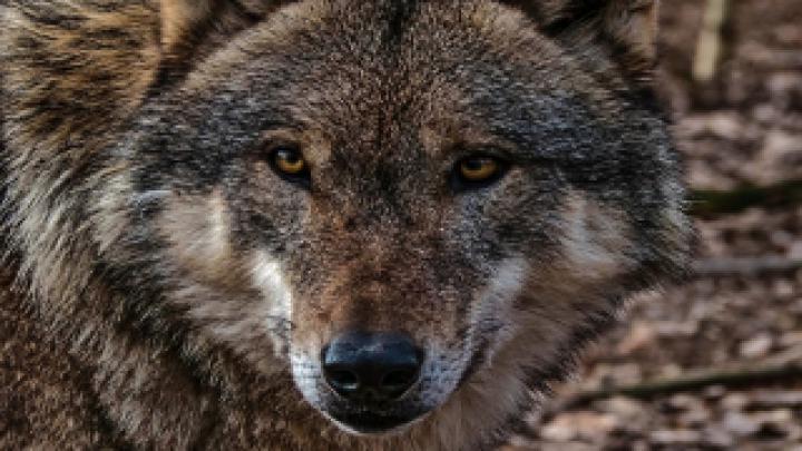 Wolf Wallpaper HD 1920x1080 Kostenlos