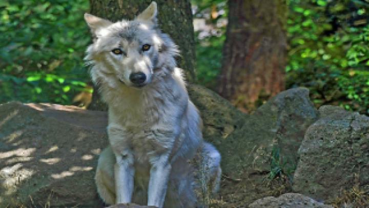 Wolf Wallpaper HD 1920x1080 Kostenlos