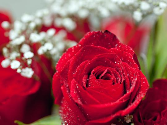 Love Flowers Wallpapers (54+ background pictures)