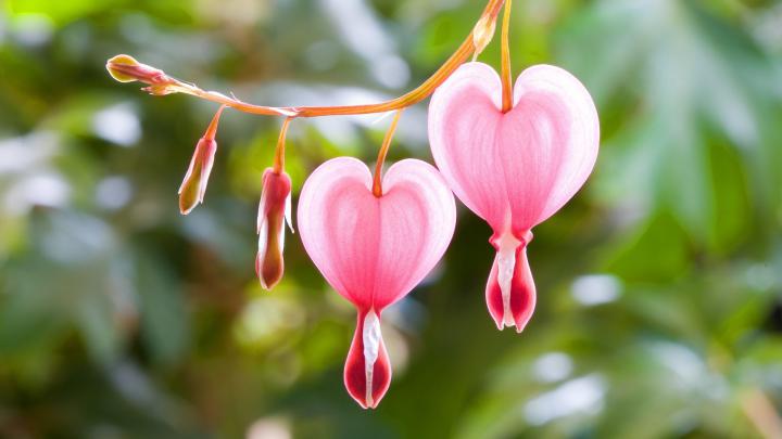 Hearts and Flowers Wallpaper \u00b7\u2460 