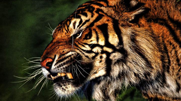 Tigers HD Wallpapers Wallpaper Images 1920x1080
