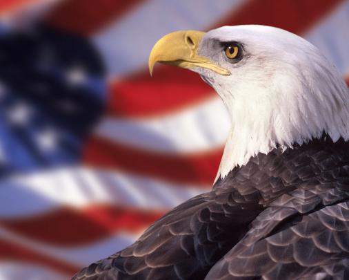 Free download Bald Eagle HD Photos Download Desktop Wallpaper Images 