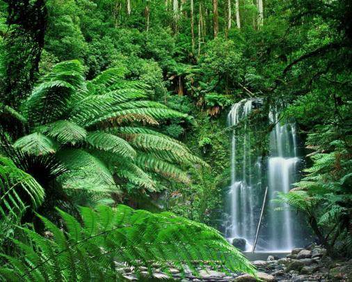 Free download nature forest background wallpaper images 1920x1080 