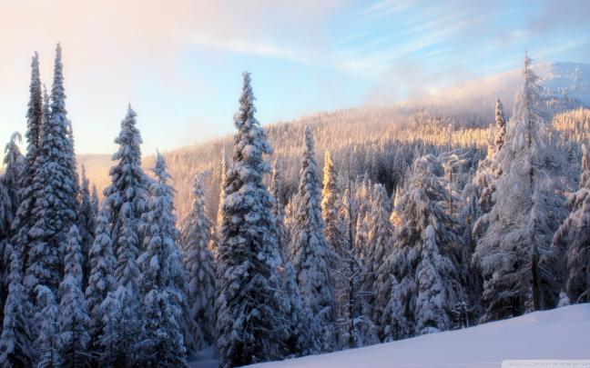 Free download Snowy fir branch wallpaper Wallpaper Wide HD [1920x1080 