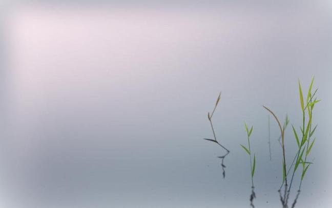 Free download Bamboo and zen stones wallpaper Wallpaper Wide HD 