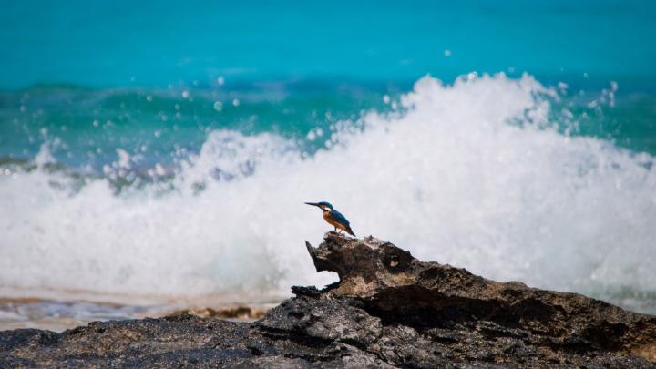 Wave HD Wallpaper | Background Image | 1920x1080 | 216484 