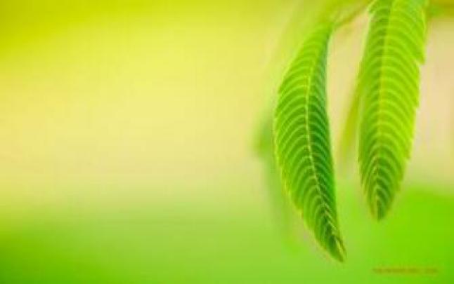 Free download windows 10 green wallpaper 1920x1080jpg [1920x1080] for 