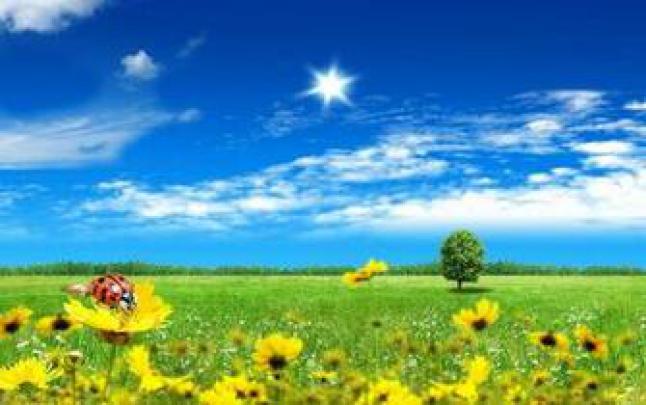 Free download wallpaper wallpaper for Windows XP Green windows XP 