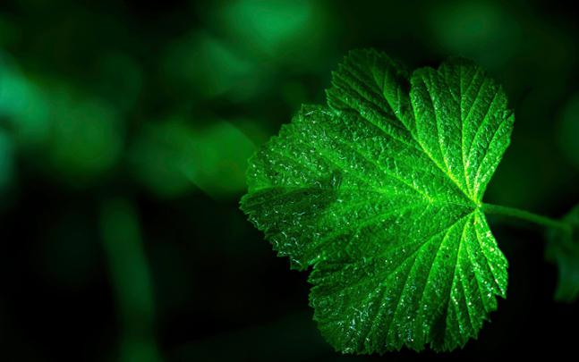 Sfondi Desktop Verde