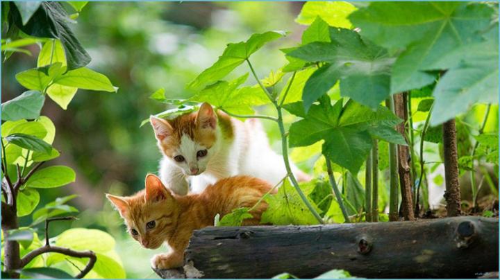 Cute Nature Wallpapers - 4k, HD Cute Nature Backgrounds on WallpaperBat