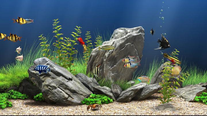 #screensaver #windows #desktopcustomization - Dream Aquarium (#2042974 