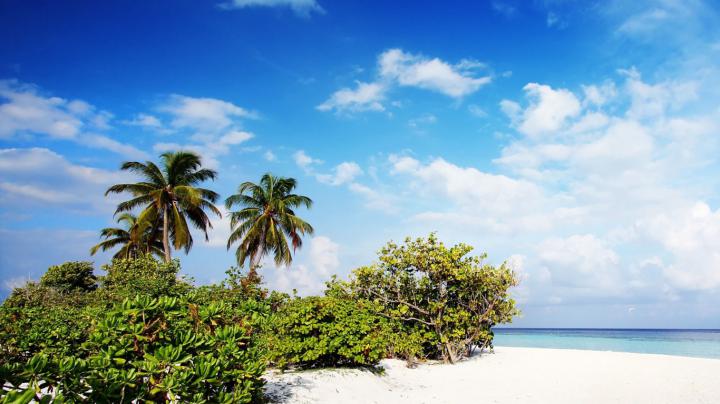 Palm Tree, Windows 10, Sky, Shore, Tropics Wallpaper - Best Beach In 