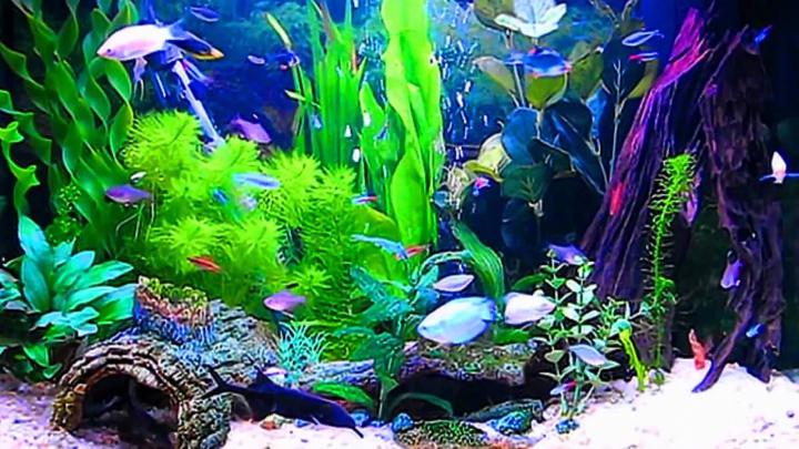 Free download Amazing HD Aquarium ScreenSaver Windows and Android Full 