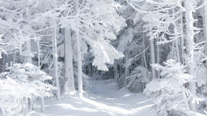 Winter Wallpapers