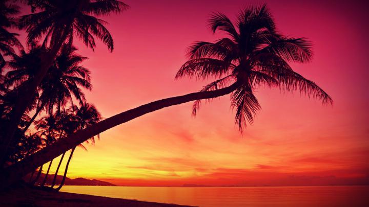 Free download HD Tropical Sunset Palm Trees Silhouette Beach Wallpapers 
