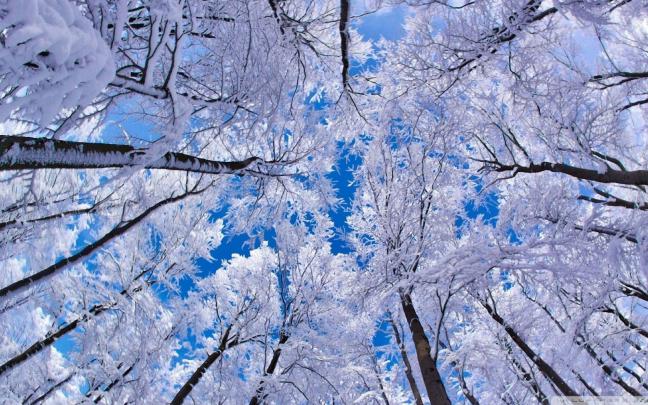 Free download Winter HD Wallpaper Wallpaper High Definition High 