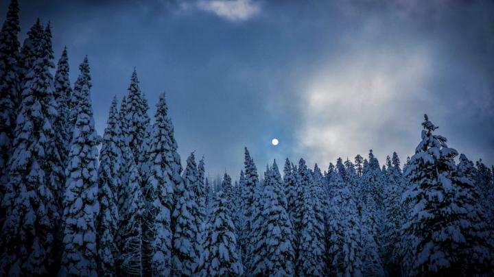 Download 1366x768 wallpaper winter, night, trees, sky, nature, tablet 