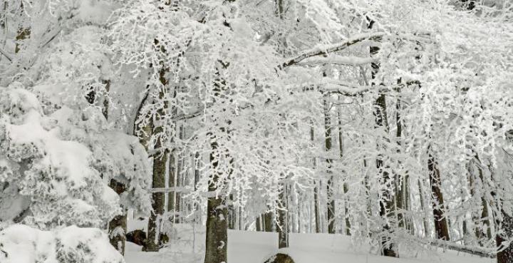 Desktop wallpaper forest, tree, winter, snowfall, hd image, picture 