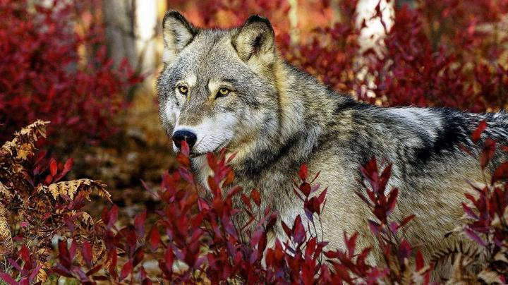 Wolf HD Wallpapers 1920x1080 - Wolf-Wallpapers.pro