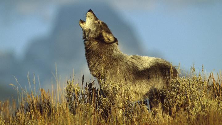 1080P Wolf Wallpaper -